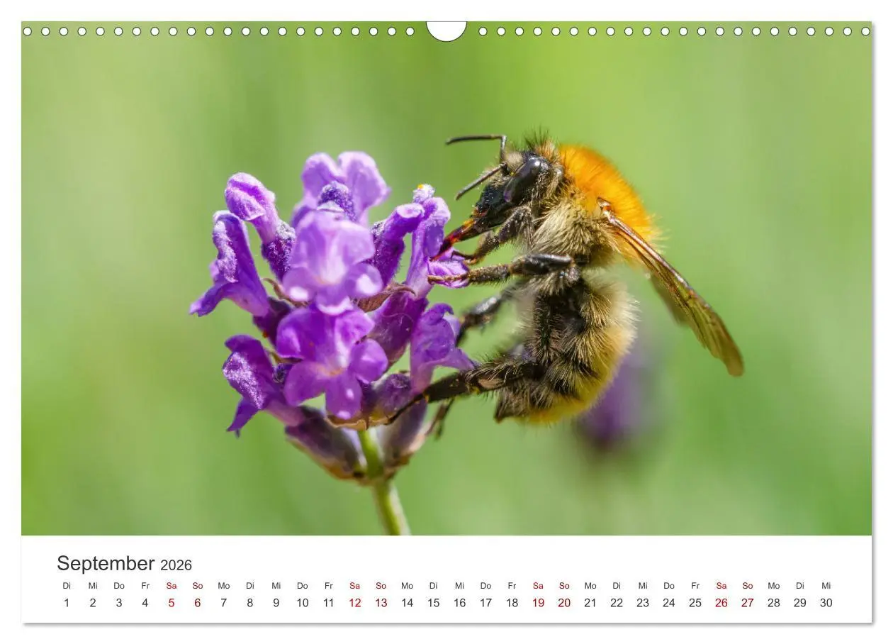 Bild: 9783457549292 | Hummeln und Bienen (Wandkalender 2026 DIN A3 quer), CALVENDO...