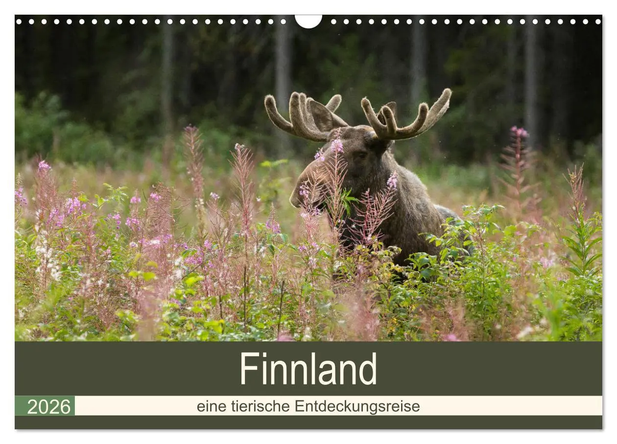 Cover: 9783457849392 | Finnland: eine tierische Entdeckungsreise (Wandkalender 2026 DIN A3...