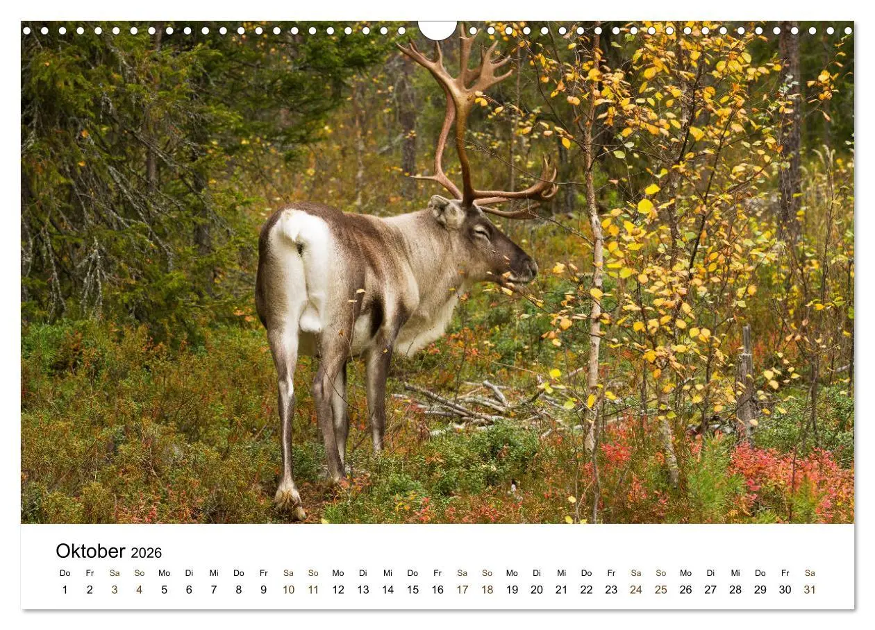 Bild: 9783457849392 | Finnland: eine tierische Entdeckungsreise (Wandkalender 2026 DIN A3...