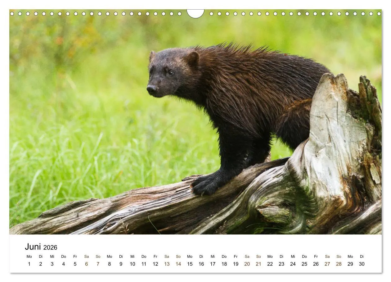 Bild: 9783457849392 | Finnland: eine tierische Entdeckungsreise (Wandkalender 2026 DIN A3...