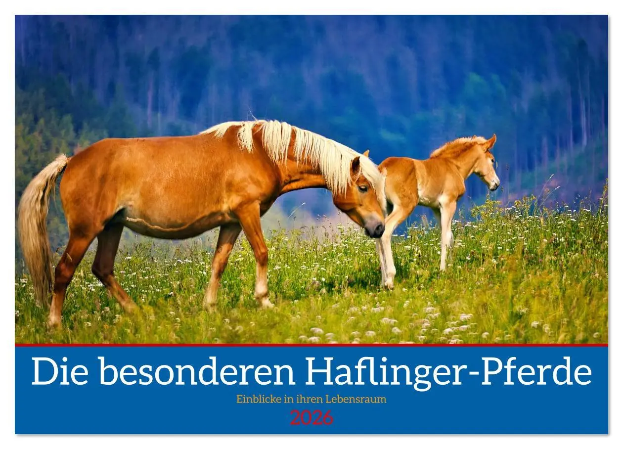 Cover: 9783516619492 | Die besonderen Haflinger-Pferde (Wandkalender 2026 DIN A3 quer),...