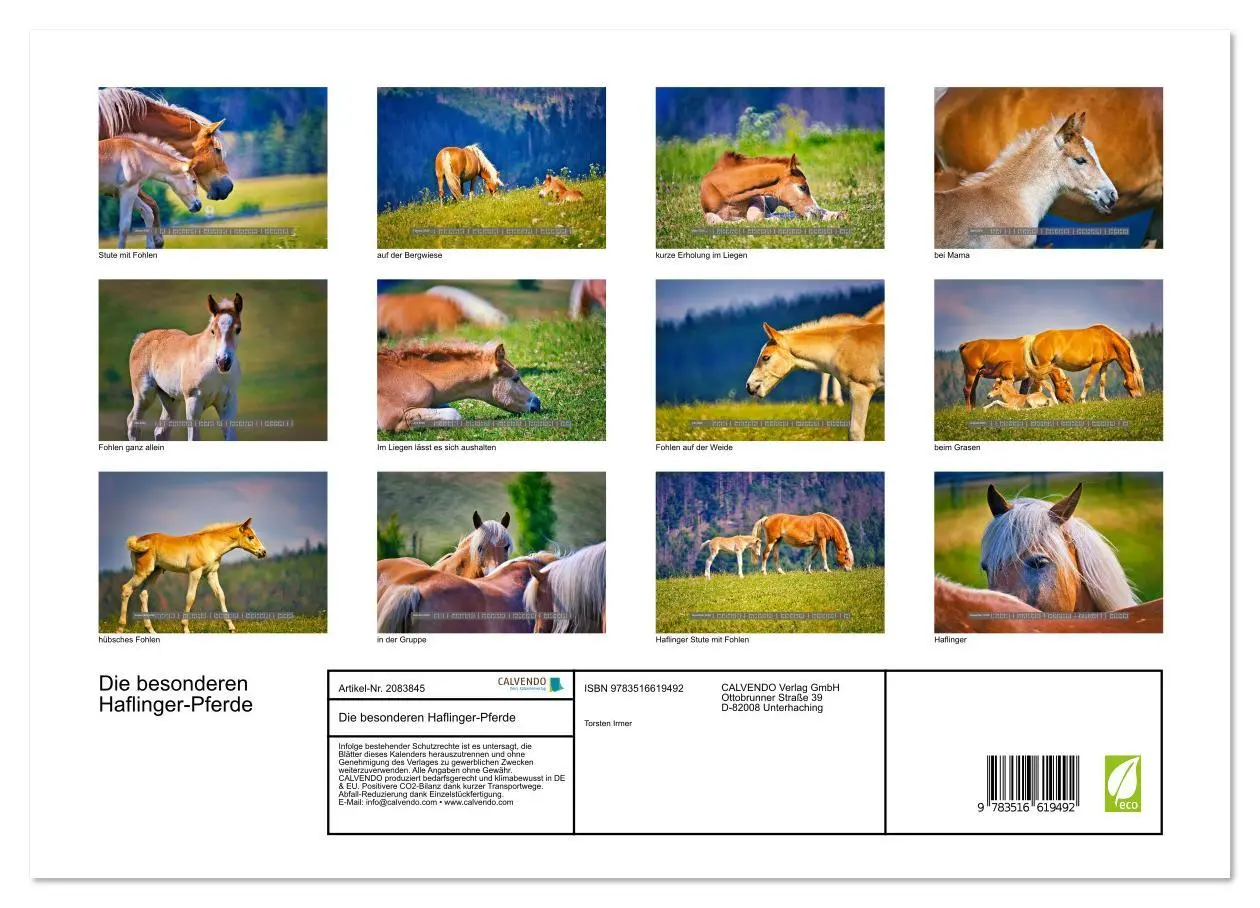 Bild: 9783516619492 | Die besonderen Haflinger-Pferde (Wandkalender 2026 DIN A3 quer),...