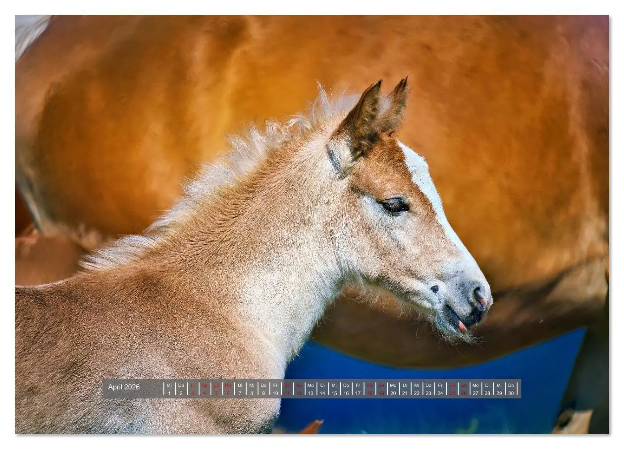 Bild: 9783516619492 | Die besonderen Haflinger-Pferde (Wandkalender 2026 DIN A3 quer),...