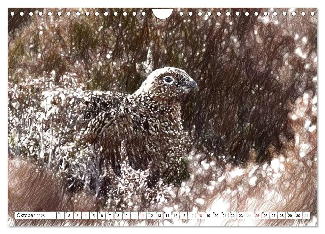 Bild: 9783457999592 | Schottlands Vogelwelt - Ein Porträt in Zeichnungen (Wandkalender...