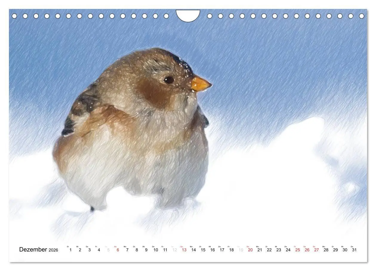 Bild: 9783457999592 | Schottlands Vogelwelt - Ein Porträt in Zeichnungen (Wandkalender...