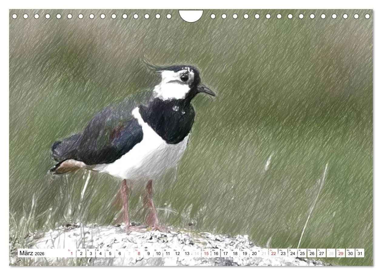 Bild: 9783457999592 | Schottlands Vogelwelt - Ein Porträt in Zeichnungen (Wandkalender...
