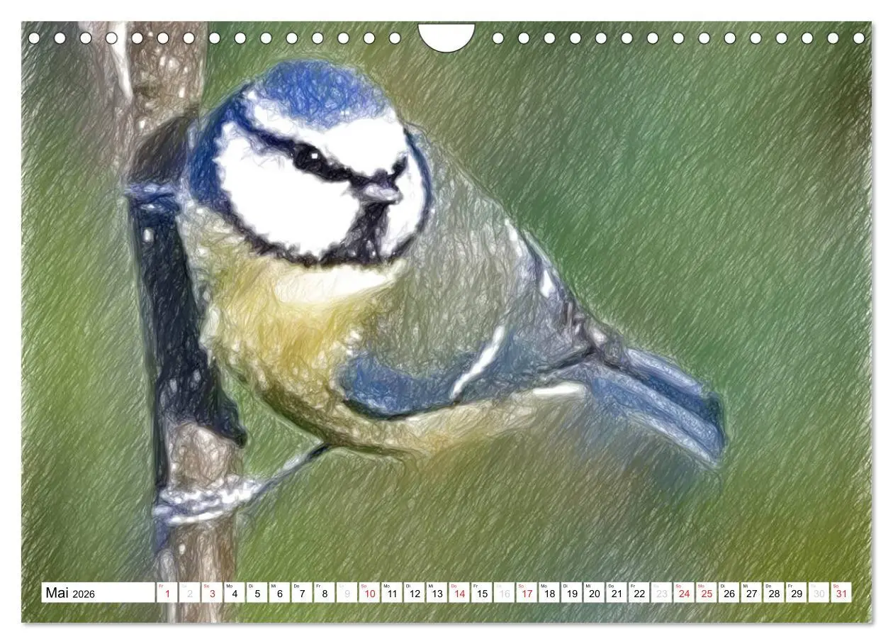 Bild: 9783457999592 | Schottlands Vogelwelt - Ein Porträt in Zeichnungen (Wandkalender...