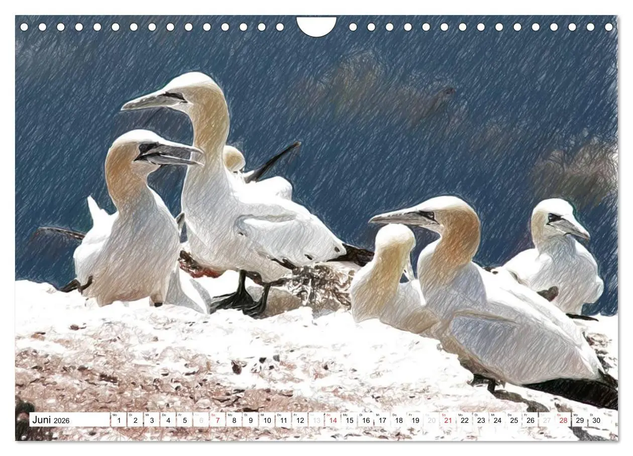 Bild: 9783457999592 | Schottlands Vogelwelt - Ein Porträt in Zeichnungen (Wandkalender...