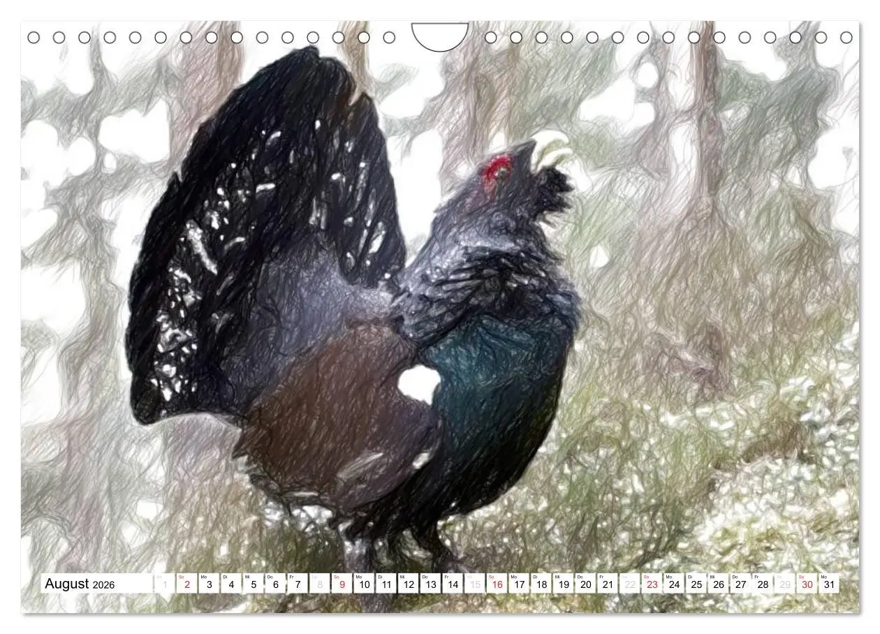 Bild: 9783457999592 | Schottlands Vogelwelt - Ein Porträt in Zeichnungen (Wandkalender...