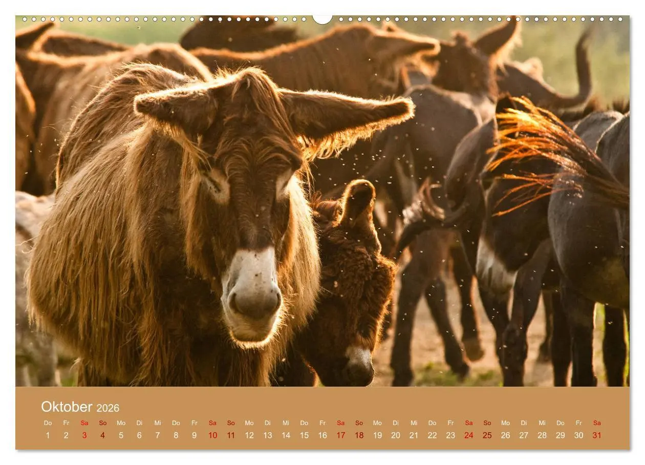 Bild: 9783457749692 | Baudet de Poitou - Seltene französische Langohren (hochwertiger...