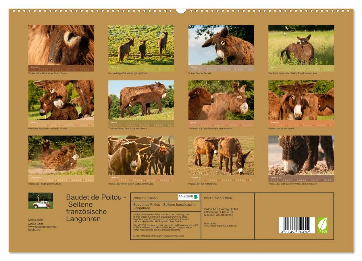 Bild: 9783457749692 | Baudet de Poitou - Seltene französische Langohren (hochwertiger...