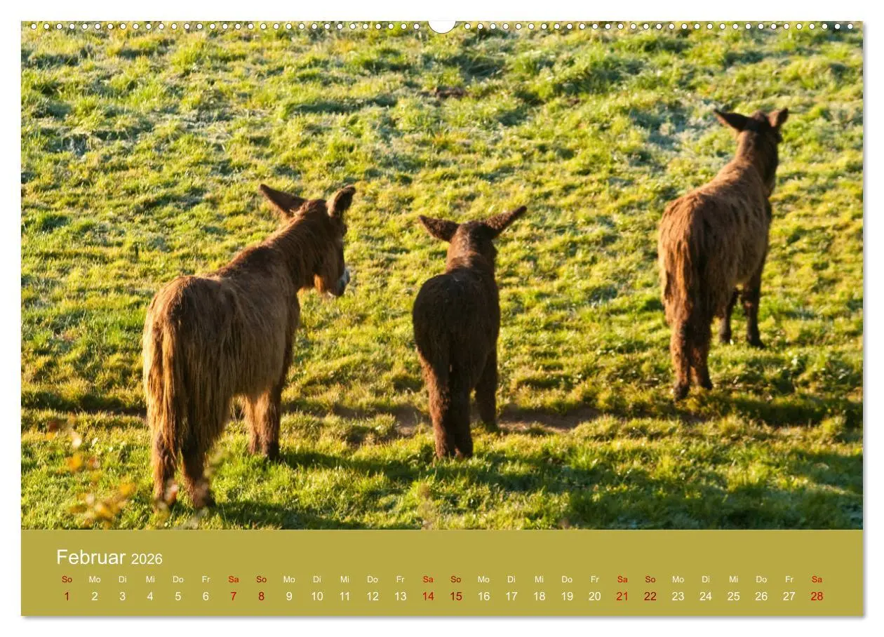Bild: 9783457749692 | Baudet de Poitou - Seltene französische Langohren (hochwertiger...