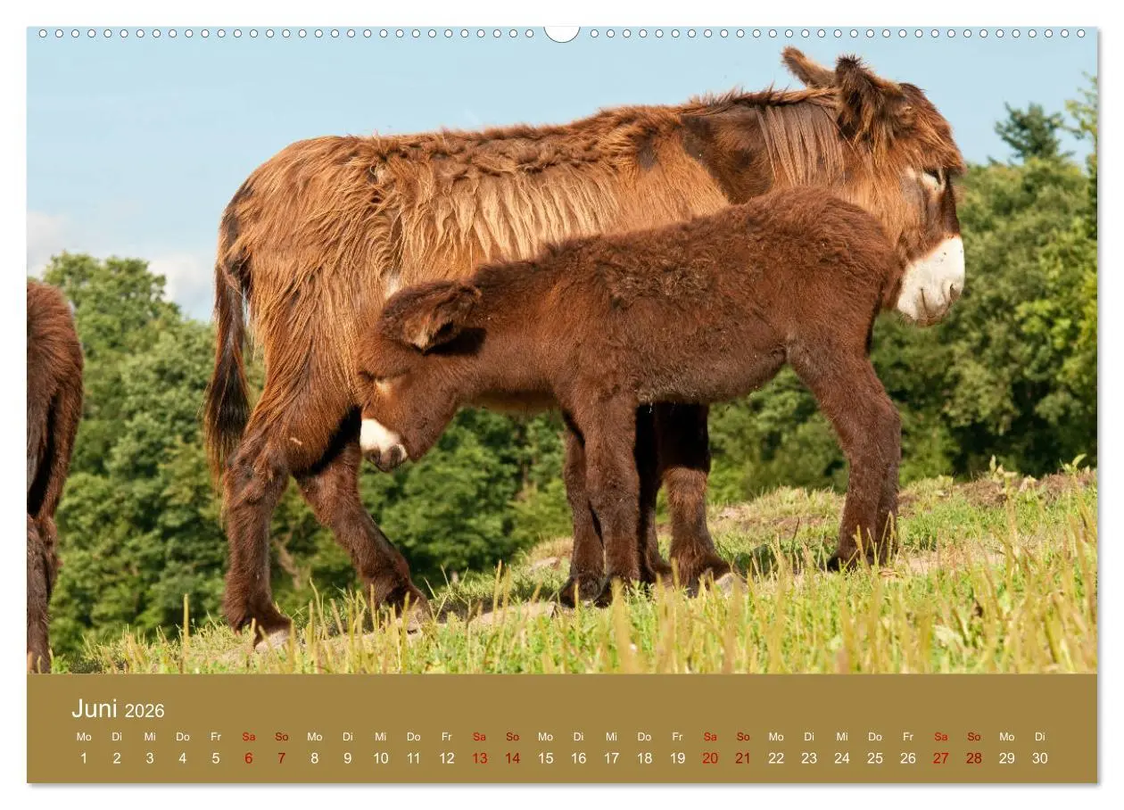 Bild: 9783457749692 | Baudet de Poitou - Seltene französische Langohren (hochwertiger...