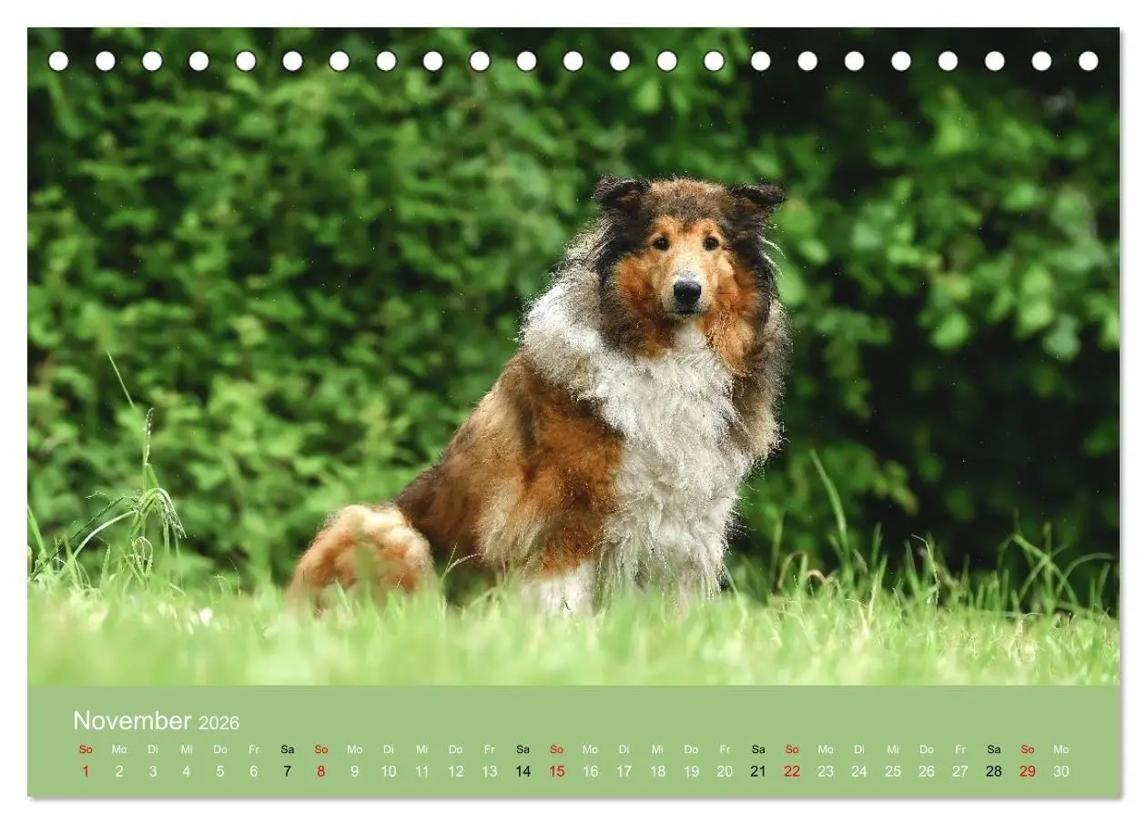Bild: 9783516699692 | Collies - charmante Herzensbrecher (Tischkalender 2026 DIN A5...