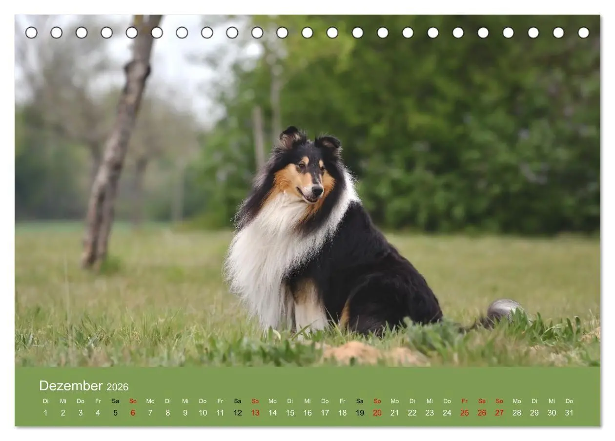 Bild: 9783516699692 | Collies - charmante Herzensbrecher (Tischkalender 2026 DIN A5...
