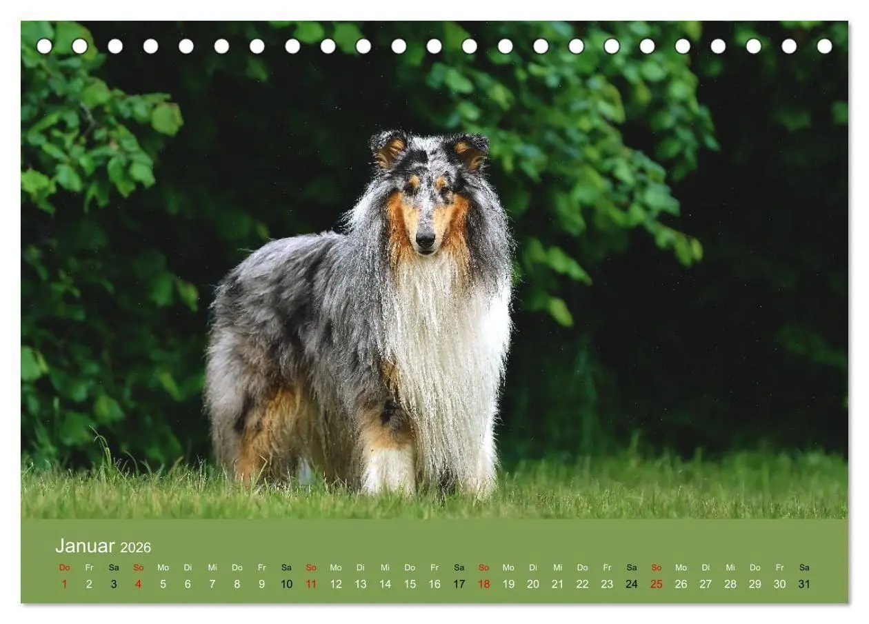 Bild: 9783516699692 | Collies - charmante Herzensbrecher (Tischkalender 2026 DIN A5...