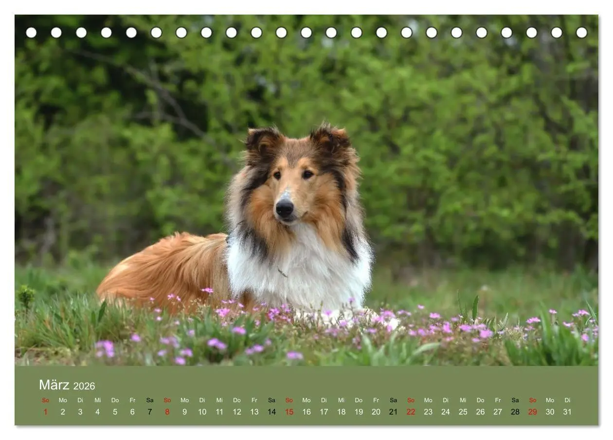 Bild: 9783516699692 | Collies - charmante Herzensbrecher (Tischkalender 2026 DIN A5...