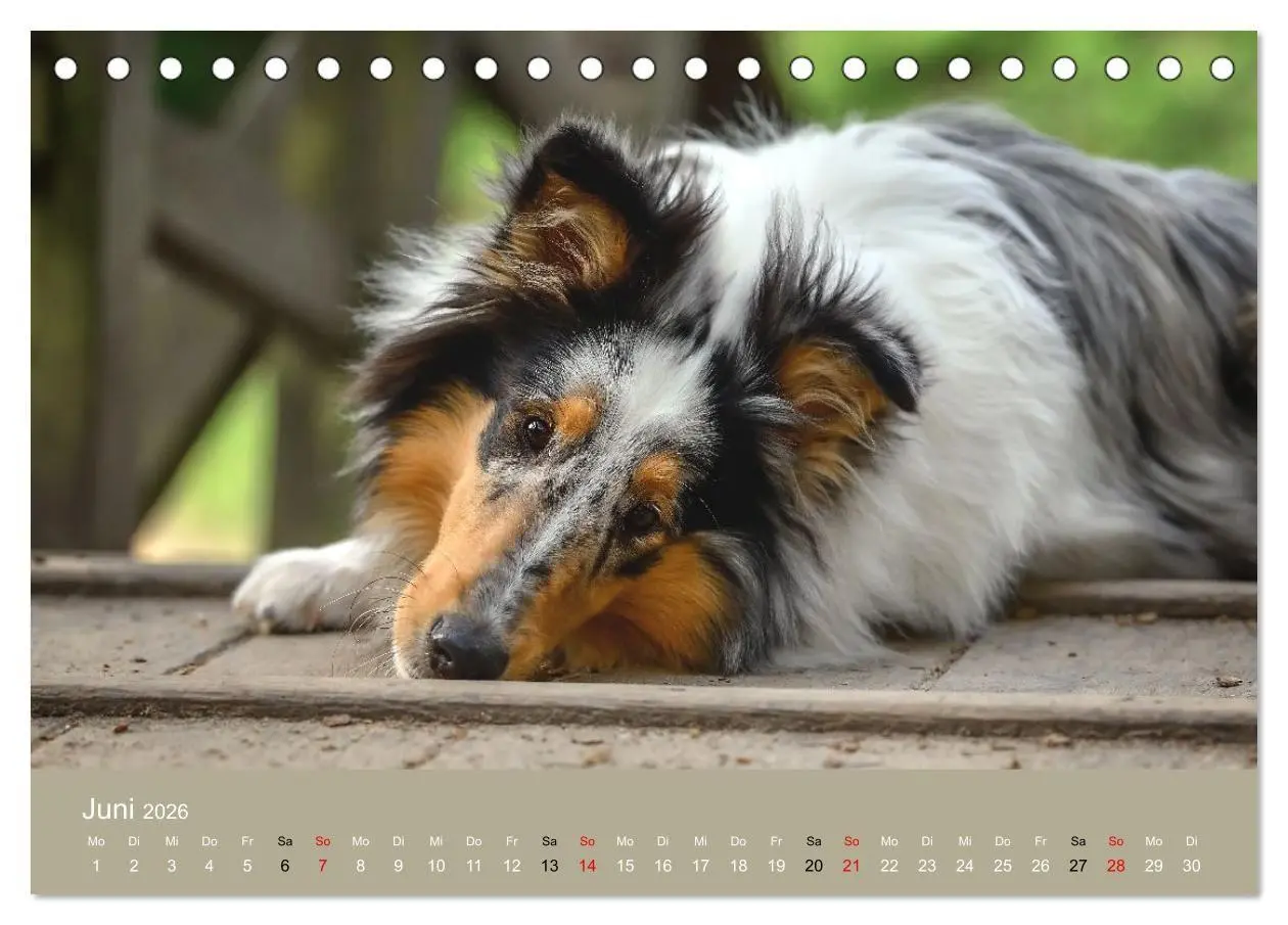 Bild: 9783516699692 | Collies - charmante Herzensbrecher (Tischkalender 2026 DIN A5...