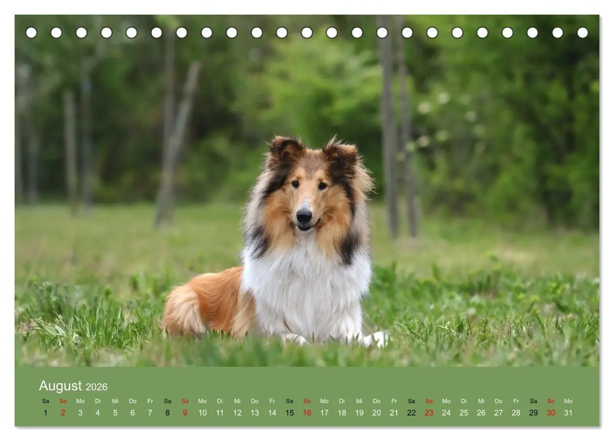 Bild: 9783516699692 | Collies - charmante Herzensbrecher (Tischkalender 2026 DIN A5...