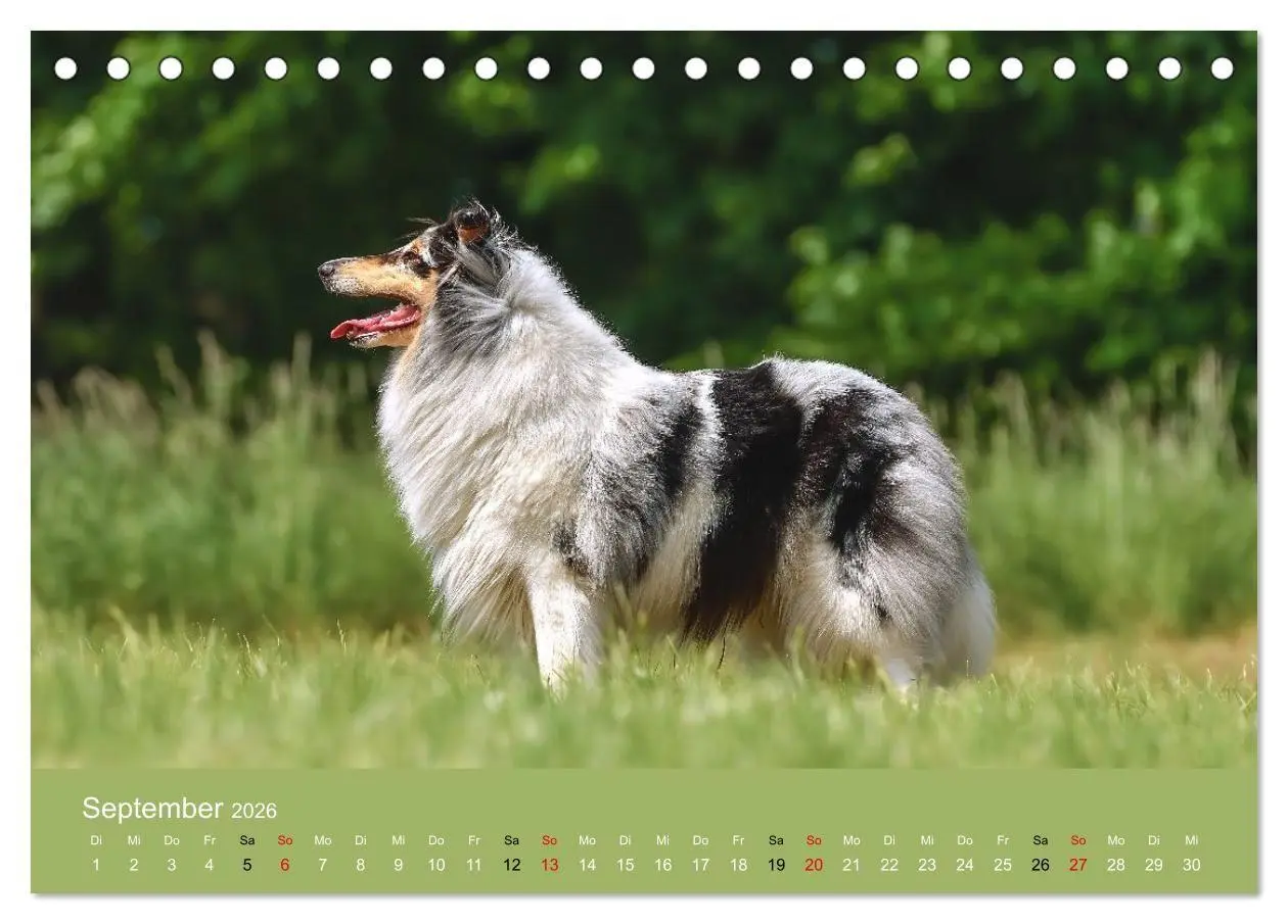 Bild: 9783516699692 | Collies - charmante Herzensbrecher (Tischkalender 2026 DIN A5...