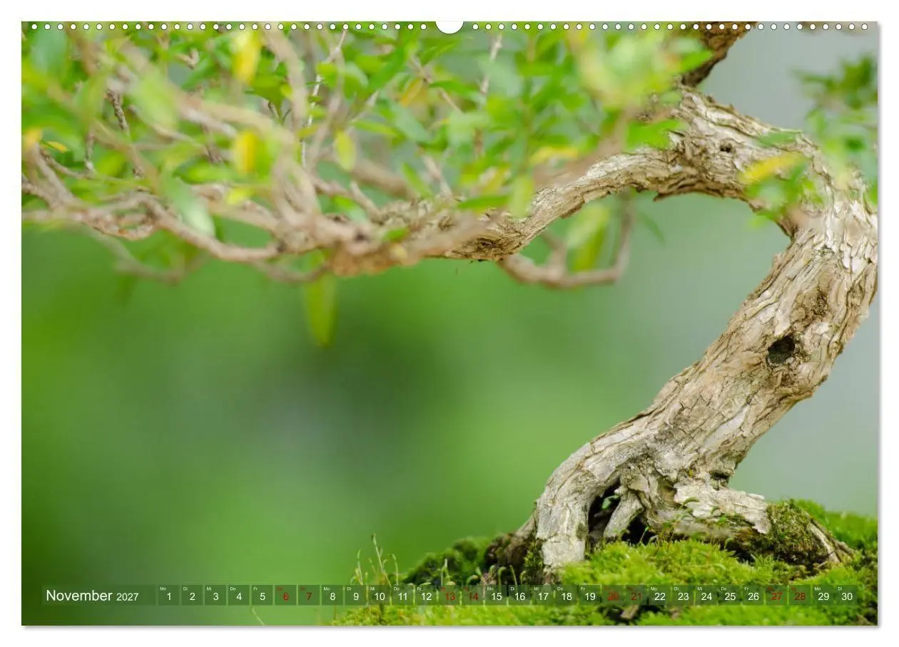 Bild: 9783569789692 | Bonsai ganz nah (Wandkalender 2027 DIN A2 quer), CALVENDO...