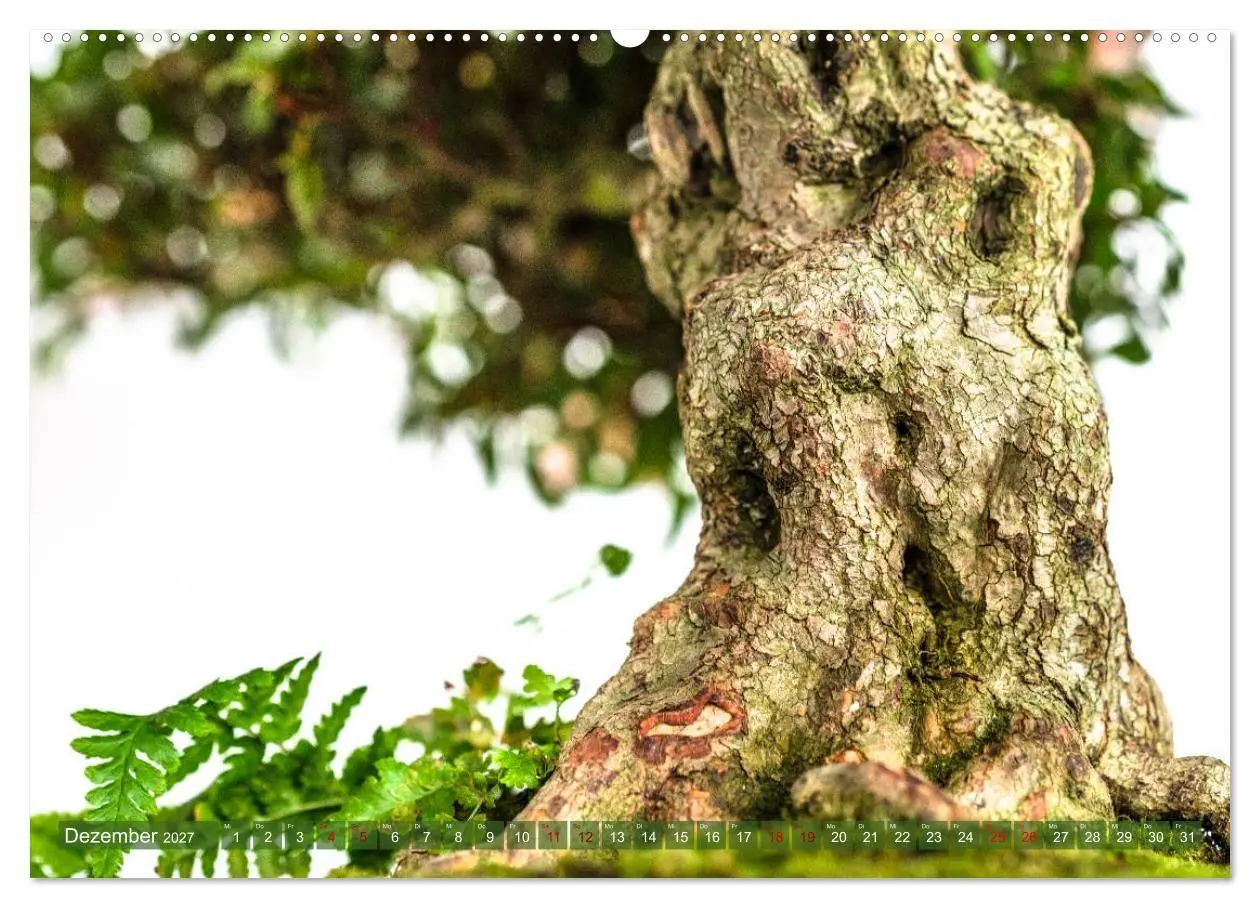Bild: 9783569789692 | Bonsai ganz nah (Wandkalender 2027 DIN A2 quer), CALVENDO...