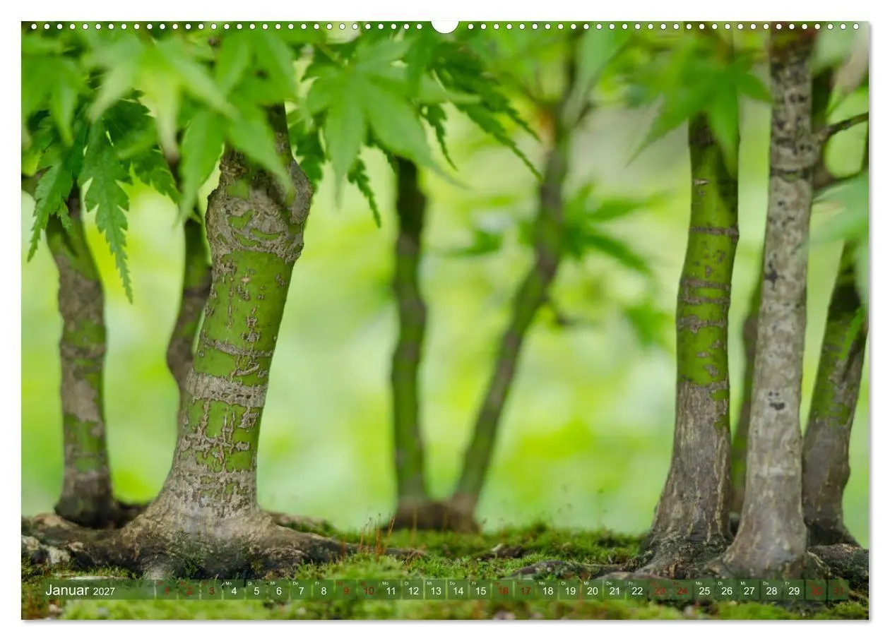Bild: 9783569789692 | Bonsai ganz nah (Wandkalender 2027 DIN A2 quer), CALVENDO...