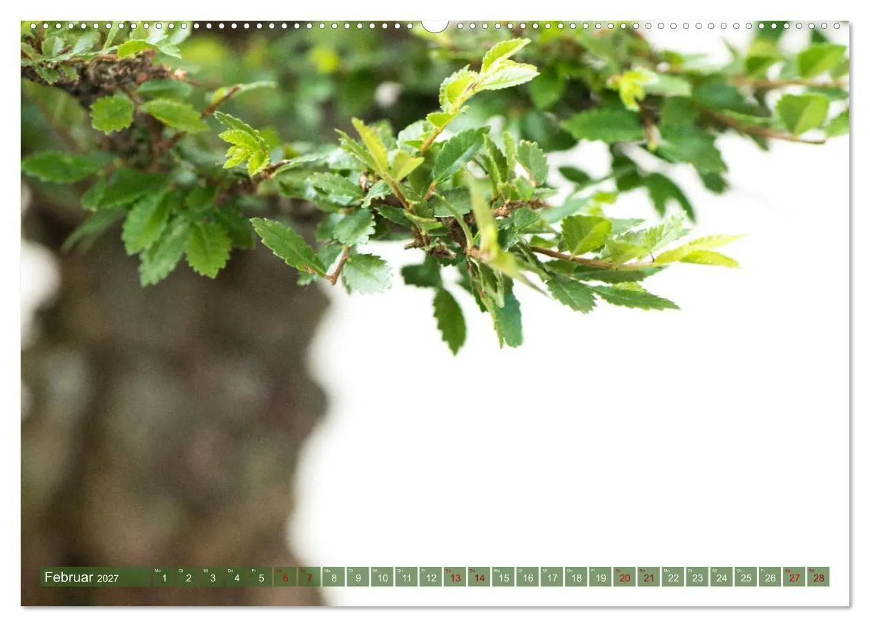 Bild: 9783569789692 | Bonsai ganz nah (Wandkalender 2027 DIN A2 quer), CALVENDO...