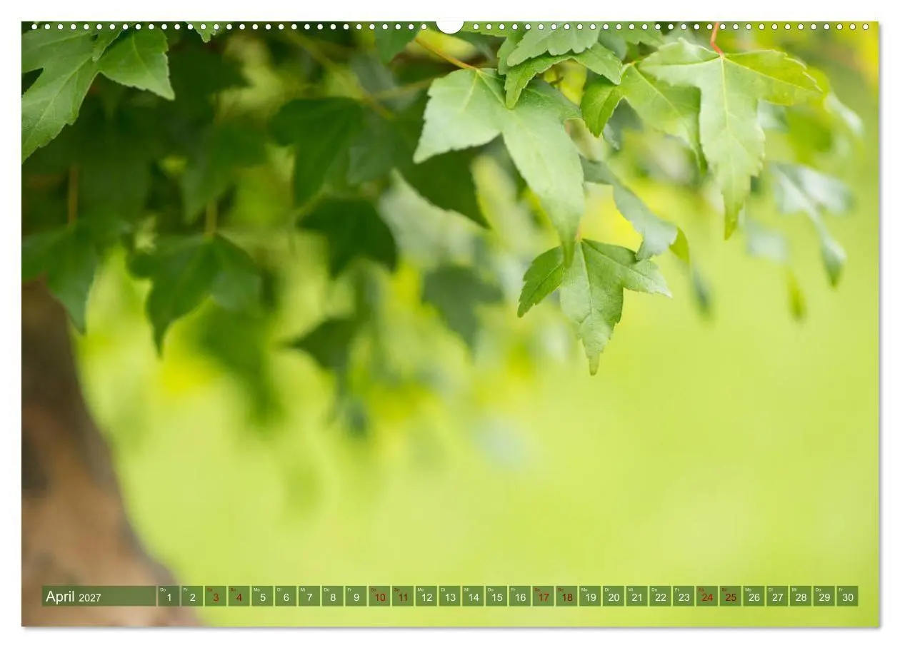 Bild: 9783569789692 | Bonsai ganz nah (Wandkalender 2027 DIN A2 quer), CALVENDO...