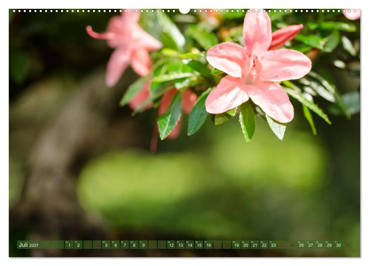 Bild: 9783569789692 | Bonsai ganz nah (Wandkalender 2027 DIN A2 quer), CALVENDO...