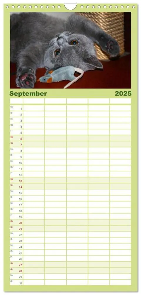 Bild: 9783457119792 | Familienplaner 2025 - Bärige Schmusetiger - Britisch Kurzhaar mit 5...