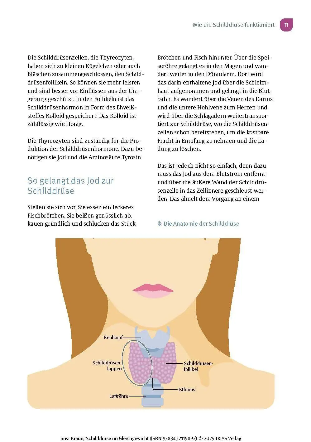 Bild: 9783432119892 | Schilddrüse im Gleichgewicht | Wolfgang Braun | Taschenbuch | 196 S.