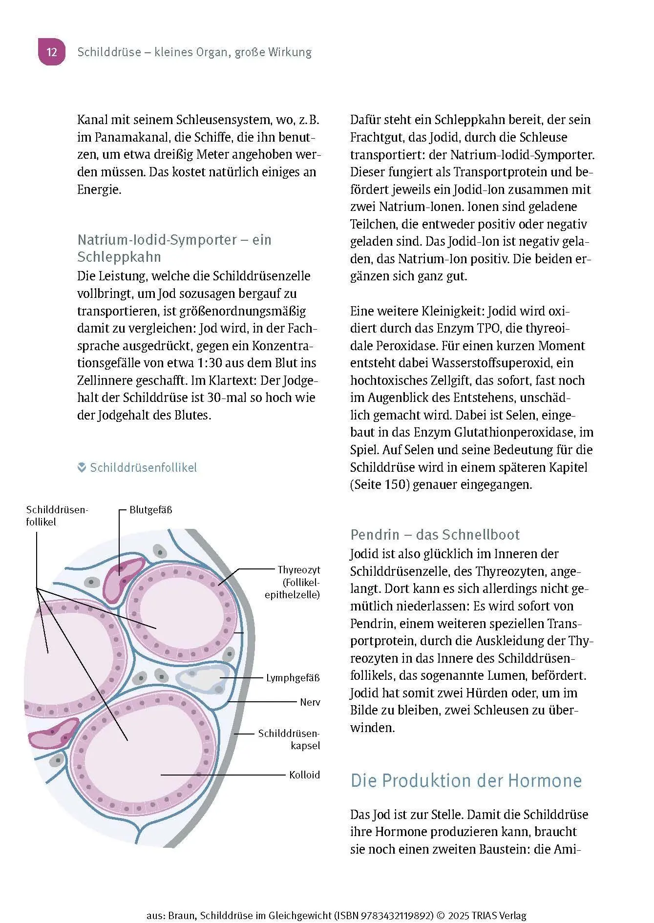 Bild: 9783432119892 | Schilddrüse im Gleichgewicht | Wolfgang Braun | Taschenbuch | 196 S.