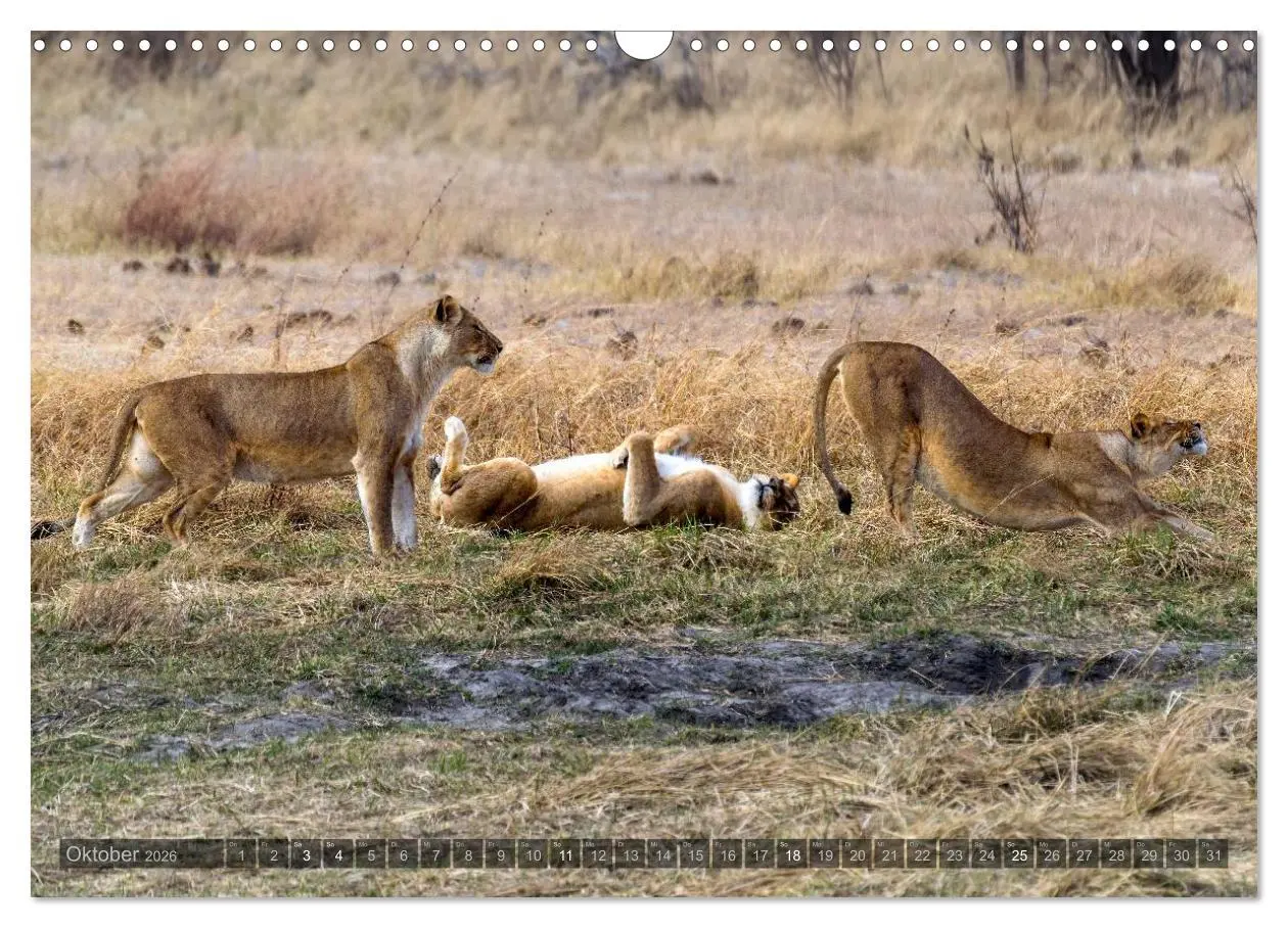 Bild: 9783516059892 | Botswana - Landschaft und Tierwelt (Wandkalender 2026 DIN A3 quer),...