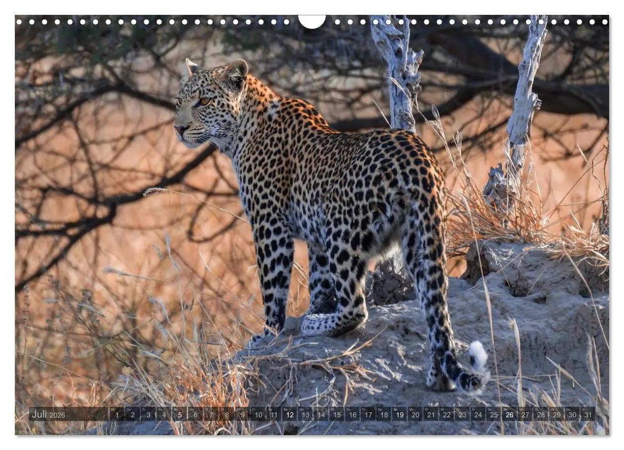 Bild: 9783516059892 | Botswana - Landschaft und Tierwelt (Wandkalender 2026 DIN A3 quer),...