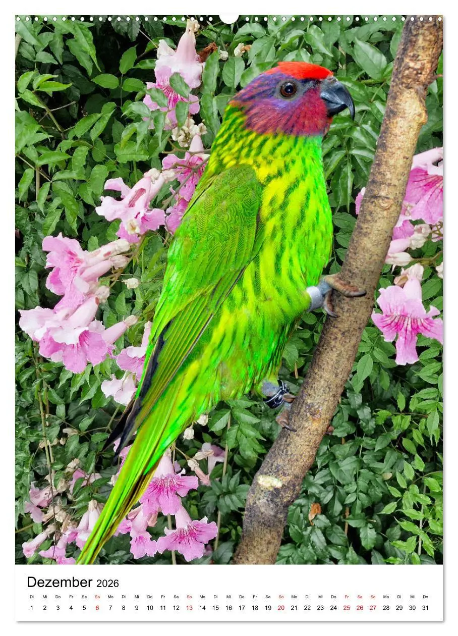 Bild: 9783516299892 | Honigpapageien - Loris (hochwertiger Premium Wandkalender 2026 DIN...