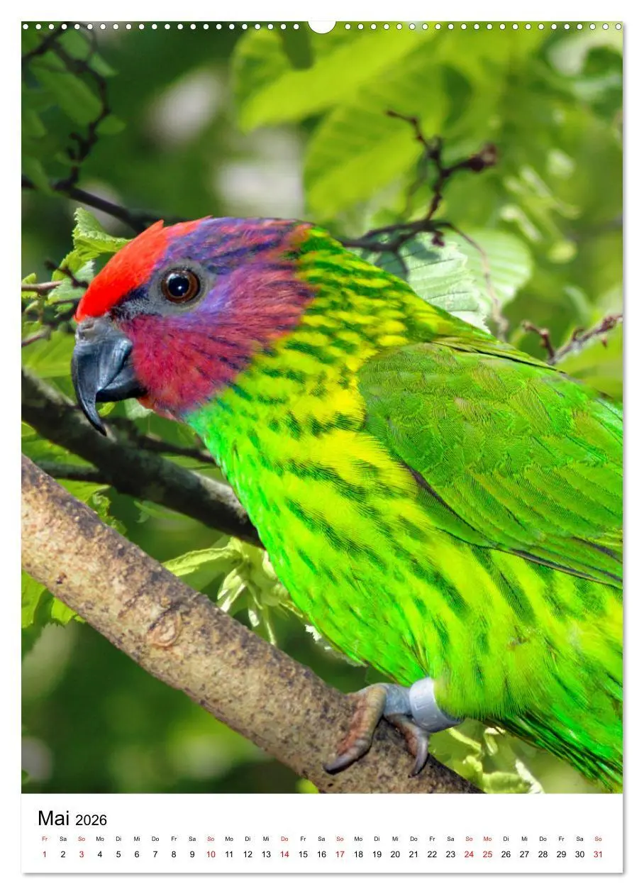 Bild: 9783516299892 | Honigpapageien - Loris (hochwertiger Premium Wandkalender 2026 DIN...