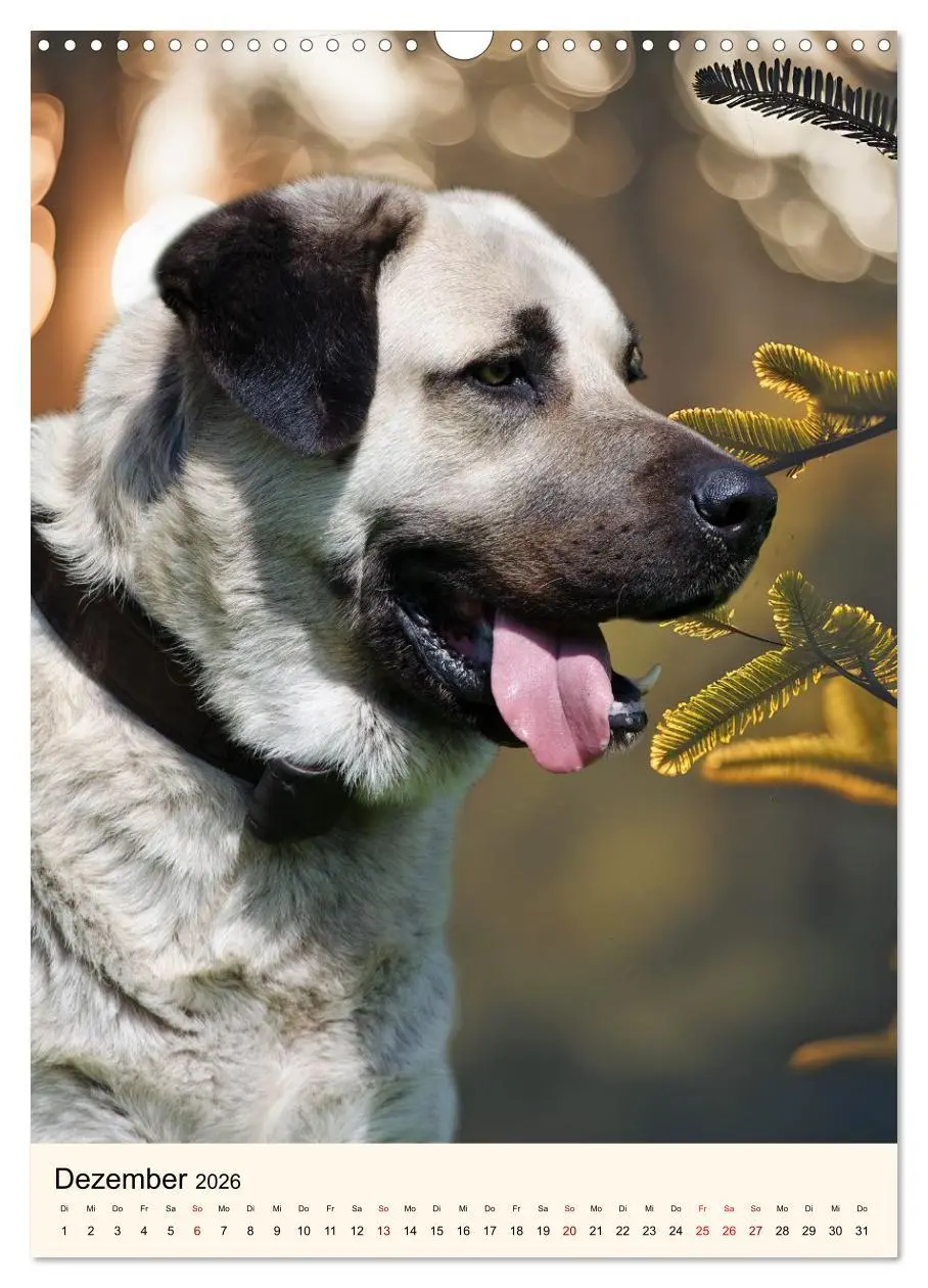 Bild: 9783516599992 | Hütehunde mit Energie und Ausdauer (Wandkalender 2026 DIN A3 hoch),...