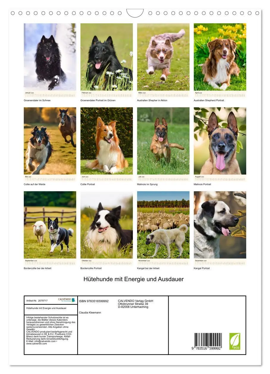 Bild: 9783516599992 | Hütehunde mit Energie und Ausdauer (Wandkalender 2026 DIN A3 hoch),...