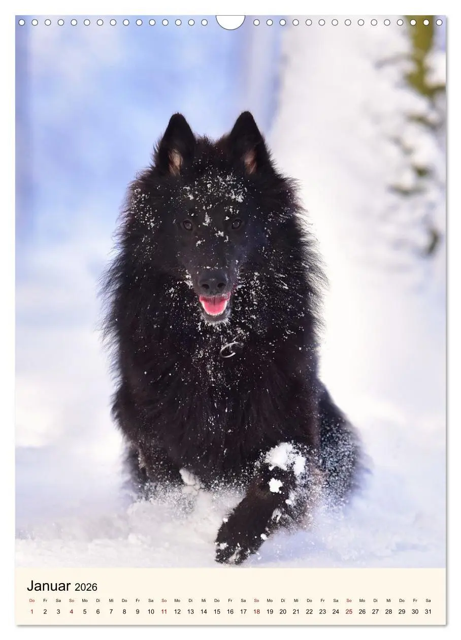Bild: 9783516599992 | Hütehunde mit Energie und Ausdauer (Wandkalender 2026 DIN A3 hoch),...