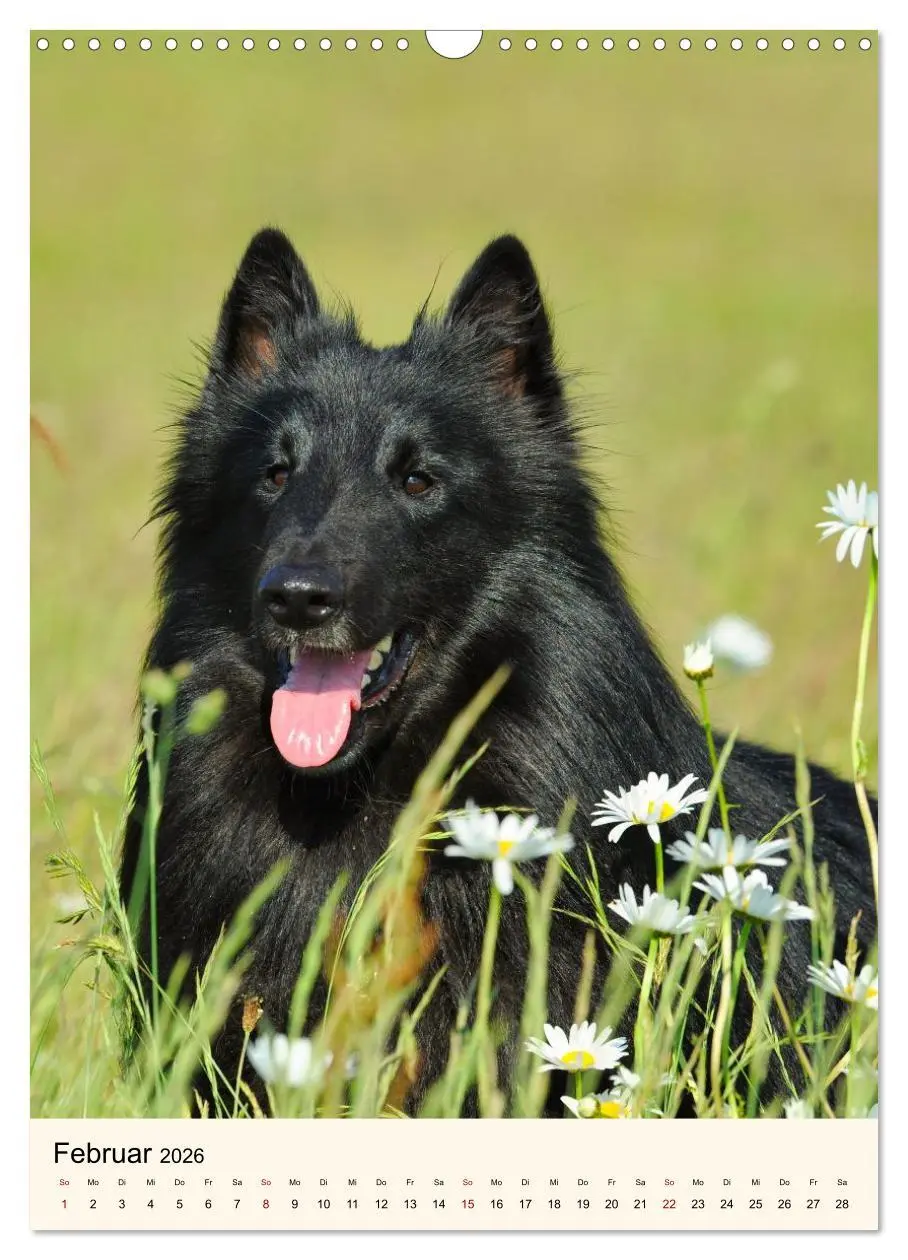 Bild: 9783516599992 | Hütehunde mit Energie und Ausdauer (Wandkalender 2026 DIN A3 hoch),...