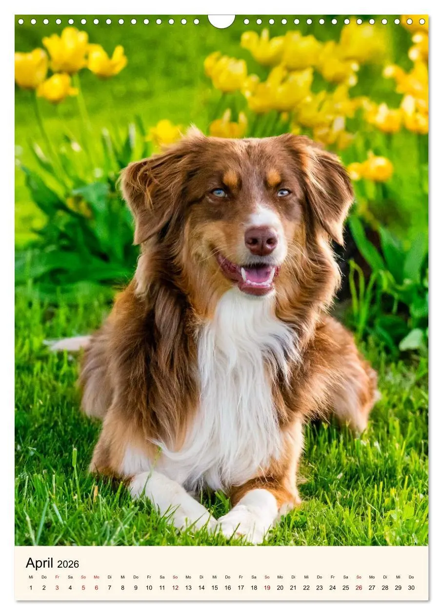 Bild: 9783516599992 | Hütehunde mit Energie und Ausdauer (Wandkalender 2026 DIN A3 hoch),...