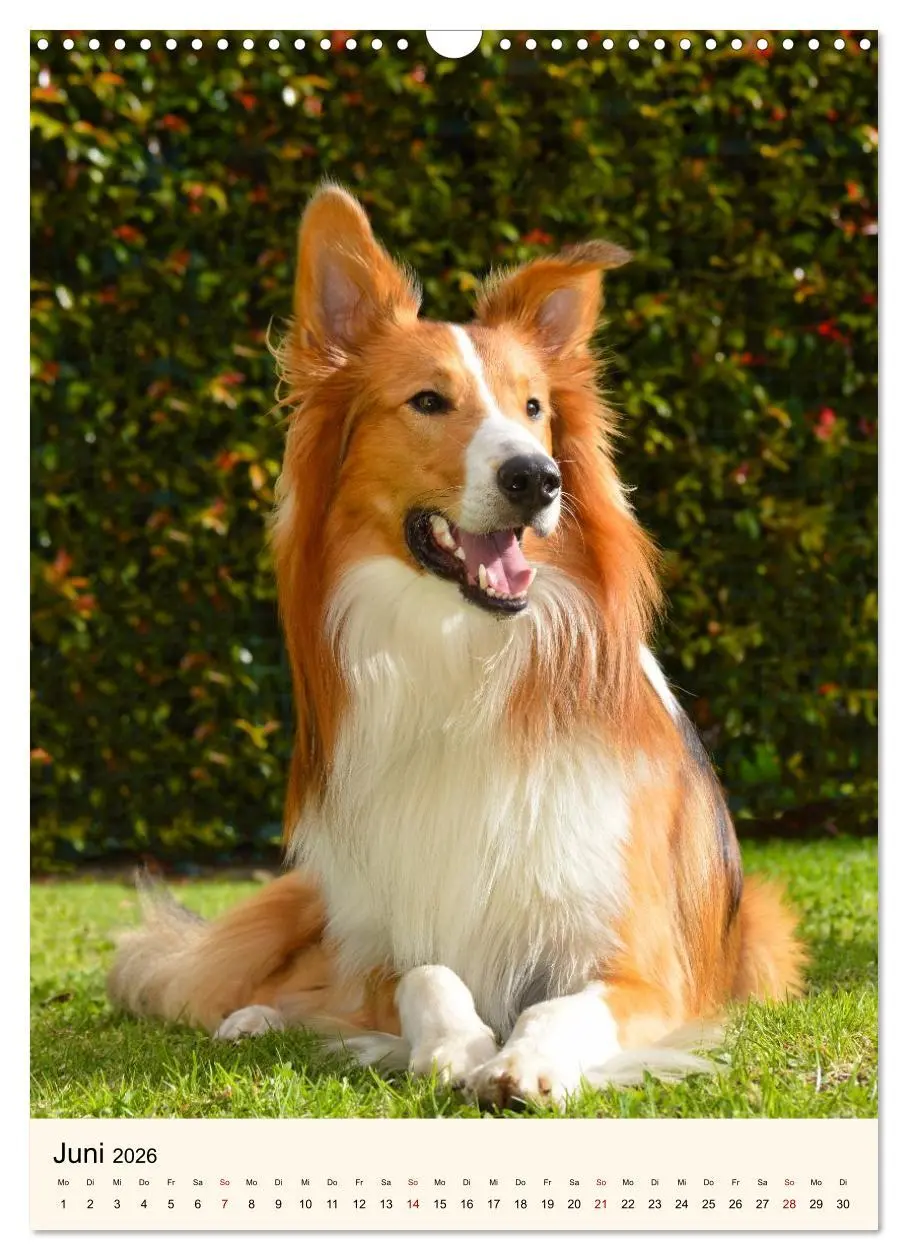 Bild: 9783516599992 | Hütehunde mit Energie und Ausdauer (Wandkalender 2026 DIN A3 hoch),...