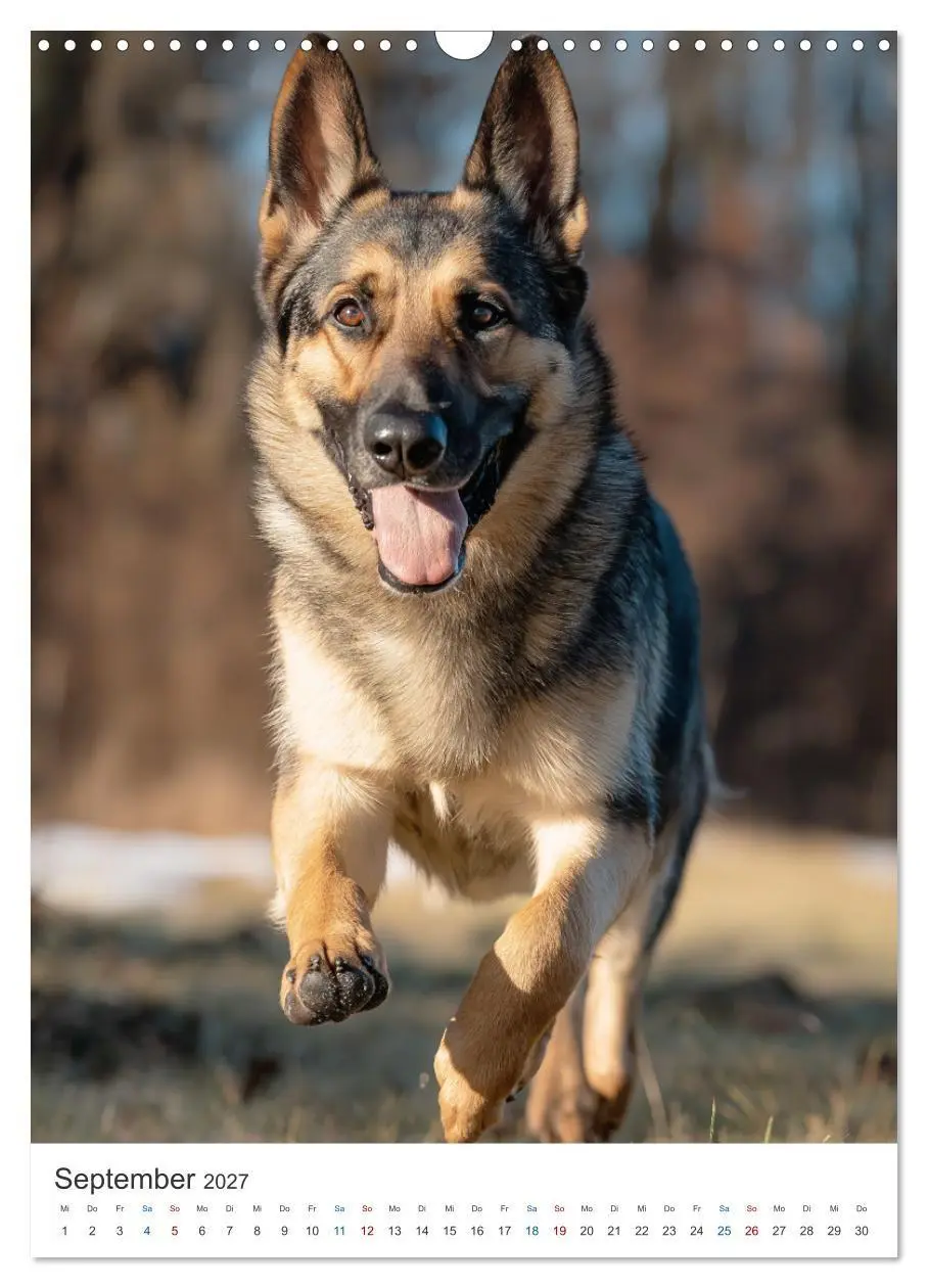 Bild: 9783516809992 | Seelenblick Schäferhund (Wandkalender 2027 DIN A3 hoch), CALVENDO...