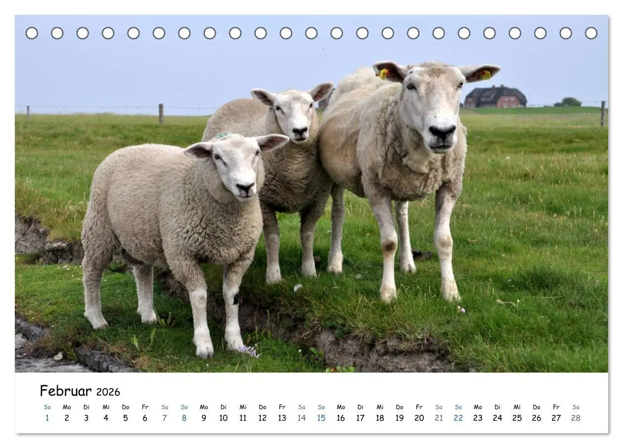 Bild: 9783516160093 | Föhr und Halligwelt 2026 (Tischkalender 2026 DIN A5 quer), CALVENDO...