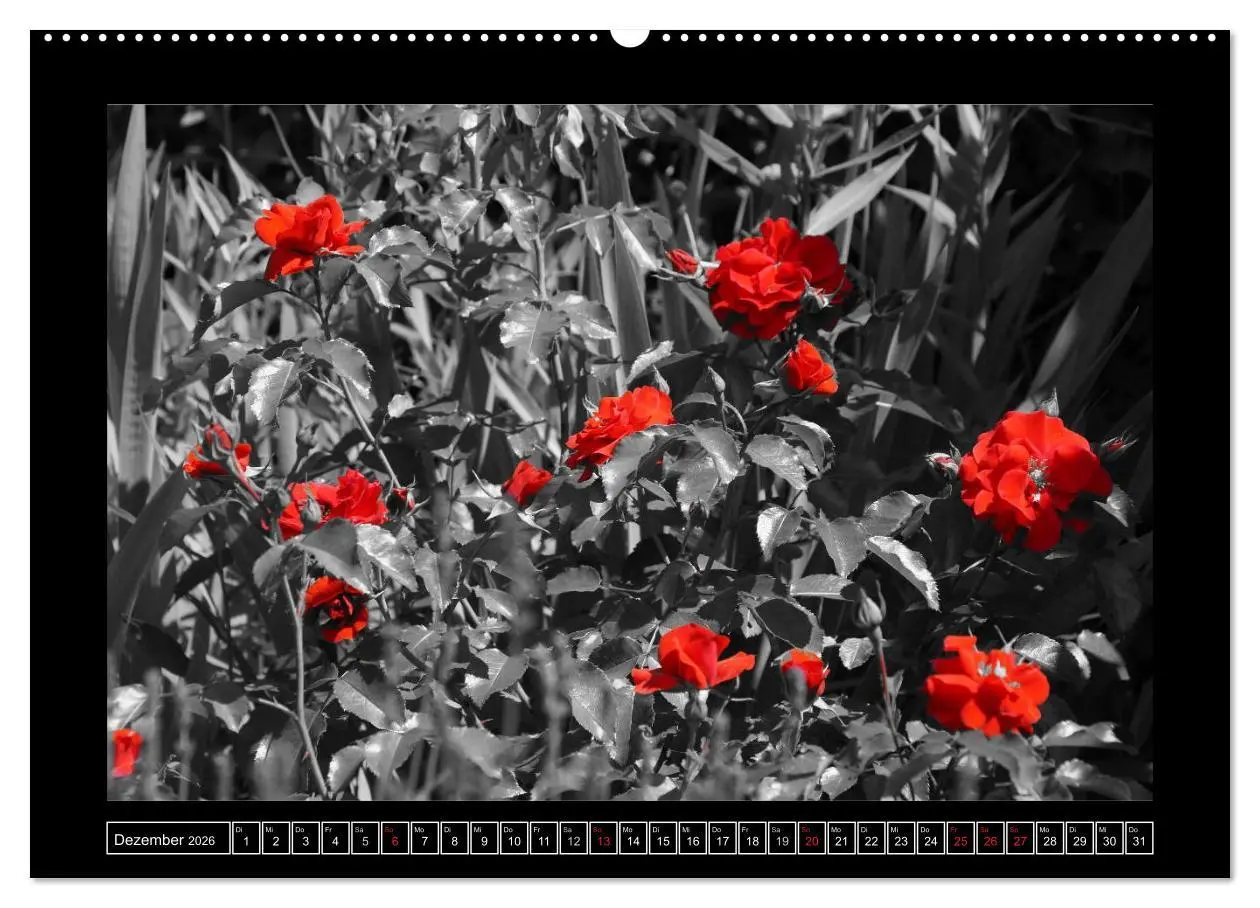 Bild: 9783516230093 | Schwarz-Weiß-Rot (Wandkalender 2026 DIN A2 quer), CALVENDO...