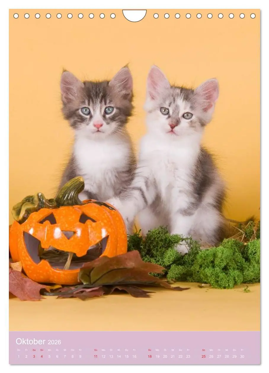 Bild: 9783516470093 | Tierkinder Hunde und Katzen (Wandkalender 2026 DIN A4 hoch),...