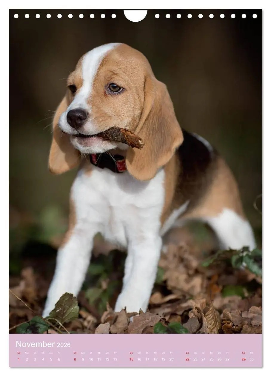 Bild: 9783516470093 | Tierkinder Hunde und Katzen (Wandkalender 2026 DIN A4 hoch),...