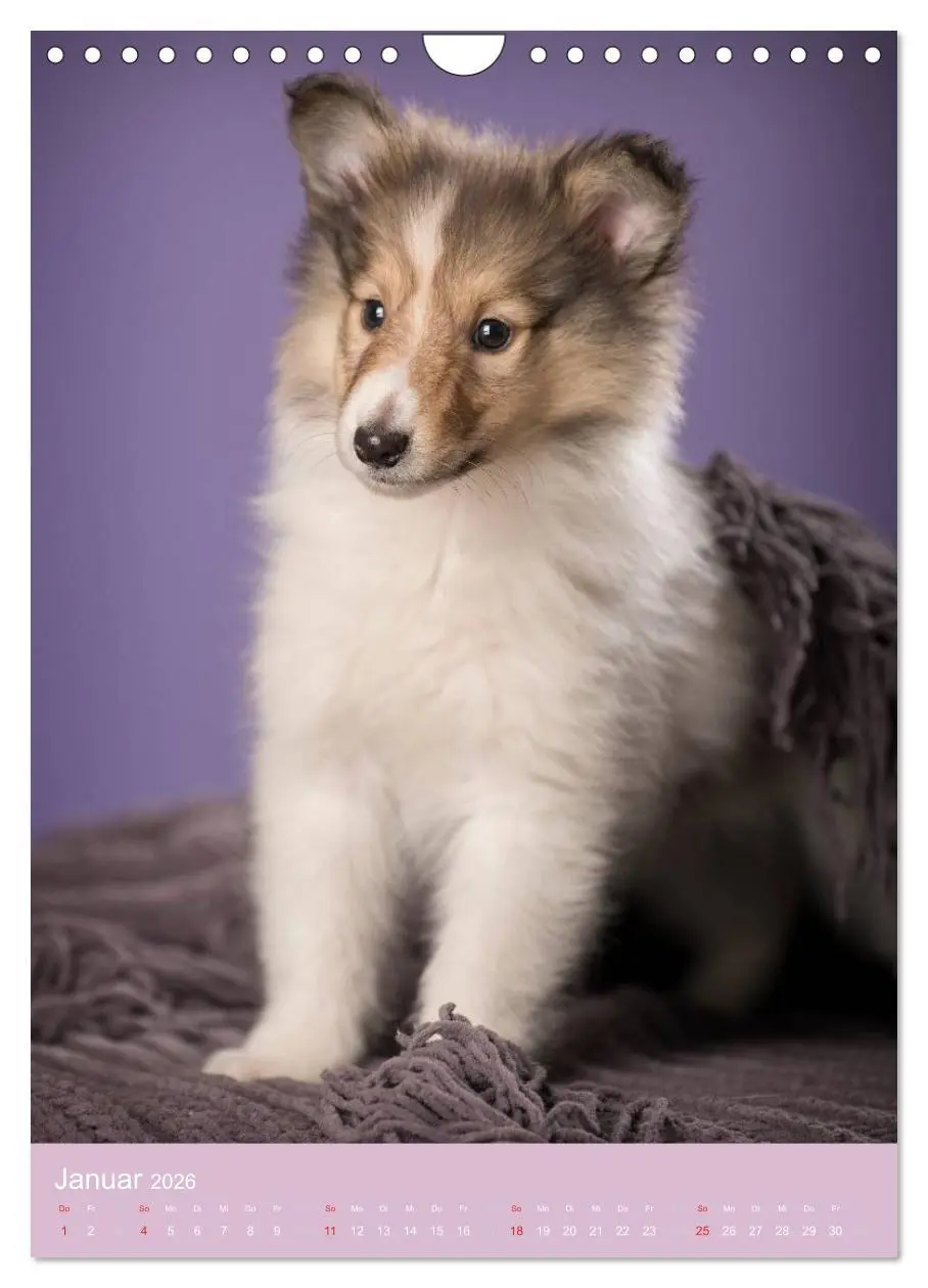 Bild: 9783516470093 | Tierkinder Hunde und Katzen (Wandkalender 2026 DIN A4 hoch),...