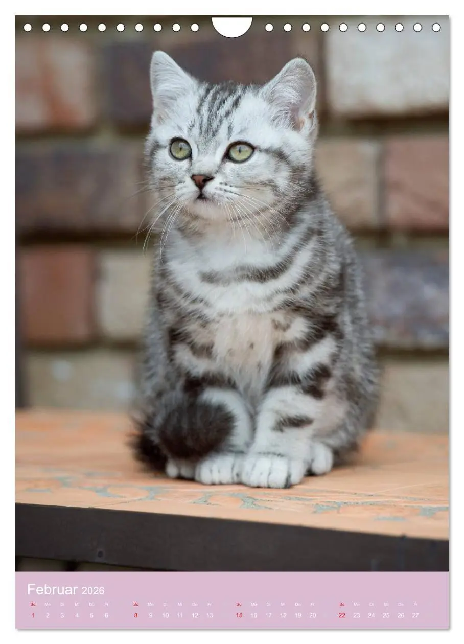 Bild: 9783516470093 | Tierkinder Hunde und Katzen (Wandkalender 2026 DIN A4 hoch),...